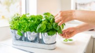 The Easiest Herb To Grow For Beginners Is Perfect For Your Kitchen Counter