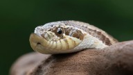Southern hognose snakes are endangered in SC. See species threats
