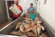 Crisis en la costa Oriente: Pescadores apenas cubren el gasto de la gasolina