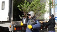 La municipalidad recibió 2.600 plantas del Consejo Agrario