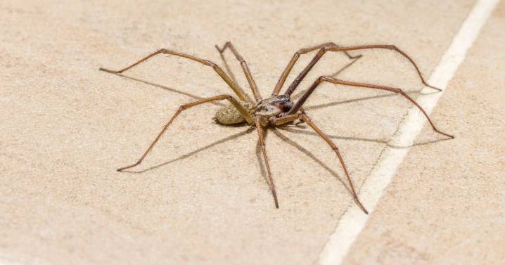 Stop spiders coming into your home to mate by flicking one switch at night
