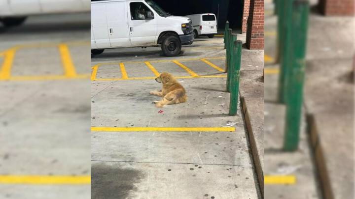 Golden Retriever Scavenging For Food In Georgia Finally Gets The Help He Desperately Needed