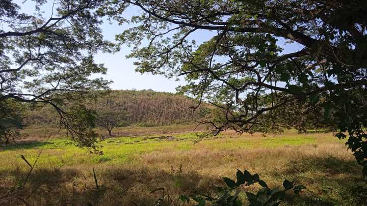 Inundaciones afectan producción de forraje para alimentar rebaño en Guárico