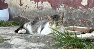 Gatos de morgue y orfanato en ruinas serán reubicados por riesgo para animales y comunidad