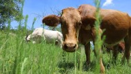 Se encienden alarmas por rabia en Jalisco, un hombre murió tras contacto con animal presuntamente contagiado