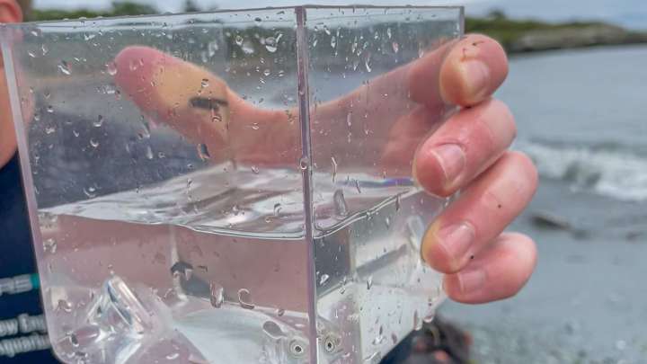 Why these scientists are studying 'tropical orphan' fish in RI waters
