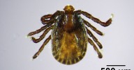 Disease-carrying tick species invades new area as people warned over 'critical' pest