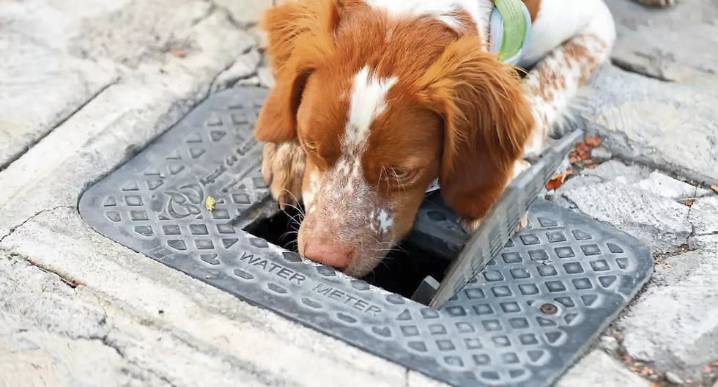 Perro con poderoso olfato detecta fugas de agua bajo tierra
