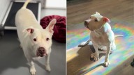 North Carolina Dog Celebrates Adoption After 650 Days, Only To Face A Heartbreaking Turn Of Events