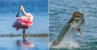 Fascinating Creatures You'll See In Florida During Fall