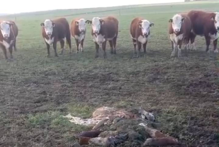 “La sensación es de bronca”. Los delincuentes entraron a un campo y dieron un duro golpe