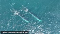 Espectaculares imágenes de ballenas en las costas gallegas: "Hemos obtenido información hasta ahora desconocida"