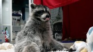 Walden's Puddle employee talks about caring for wildlife