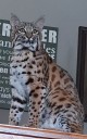 Pet bobcat goes missing near Warroad, MN....sheriff's office warns "Do not approach it"
