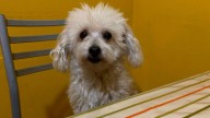 Gino, un perro de 16 años con artrosis, se perdió en el barrio Almirante Brown