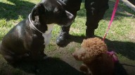 Giro de 180 grados en el caso de los dos perros que fueron rescatados de una camioneta
