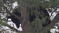 Reportan Avistamiento de Oso Negro en Colonia Deportiva de Agua Prieta, en Sonora
