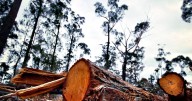 Forestry tragedy: Coroner's findings on safety failures
