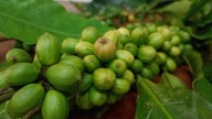Con resiembra de plantaciones aspiran revitalizar cultivos de café y caco en el estado Sucre