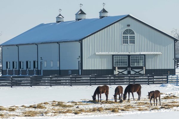 Kentucky horse owners urged to plan ahead as weather challenges hay supply