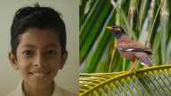 Went to find bait to go fishing but got distracted by a myna; tragic death for 12