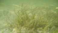 Indian River Lagoon showing signs of seagrass recovery