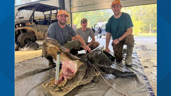 Arkansas hunters check 162 alligators in first weekend of hunting season