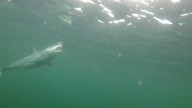 URI marine biologists and students dive into mako shark conservation