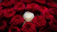 Adiós a las rosas secas: el truco para revivir un ramo de flores en 30 minutos