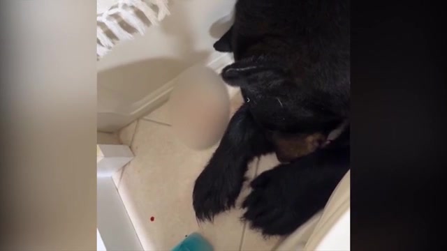 Bear shot and killed in bathroom after barging into Orlando