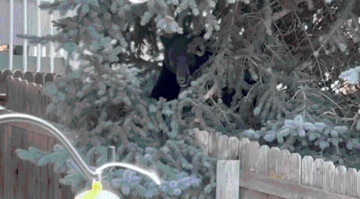 Black bear in backyard near Barnes Road caught by CPW