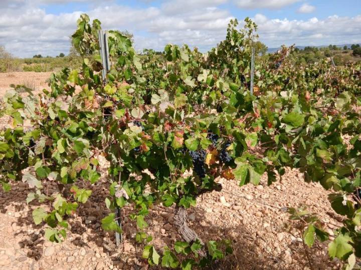 La Unió alerta de una crisis histórica en la vendimia valenciana