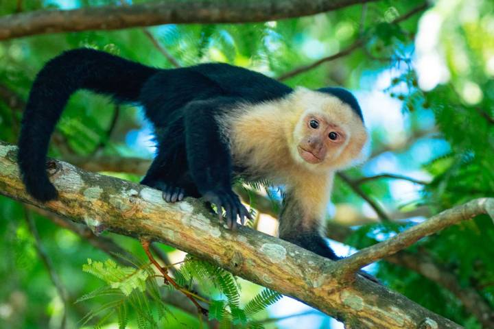 Monkey Who Escaped Zoo Hit by Car, Officials Say