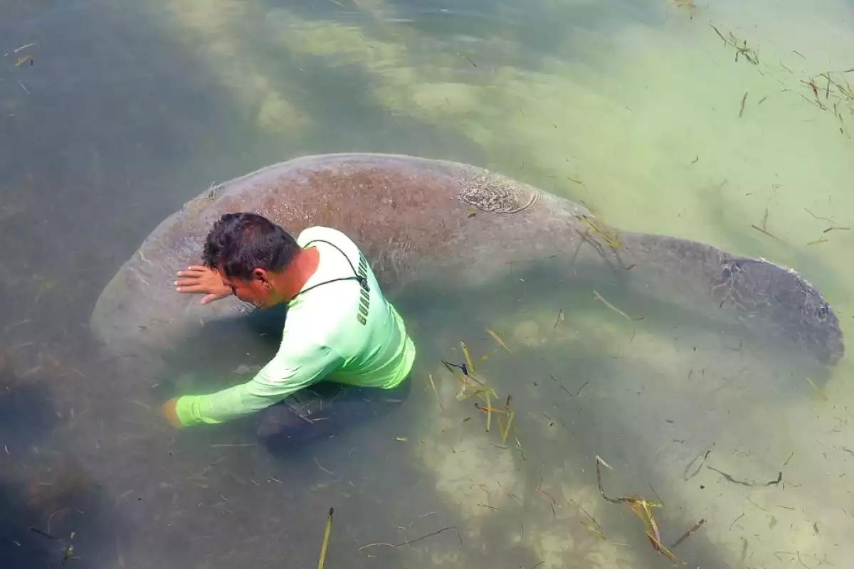 Arquitectos del mar: expertos se reúnen en Campeche para proteger al manatí
