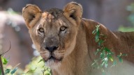Texas Zoo shares emotional update on one of its oldest big cats