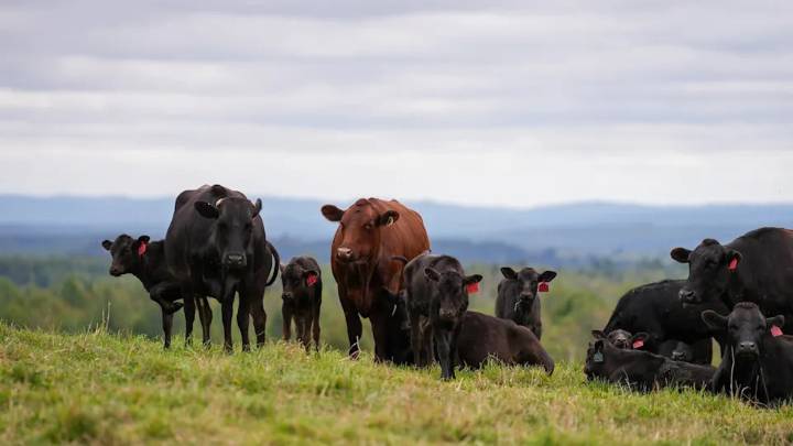 This N.B. farmer's got beef that she can't ship to customers who want it