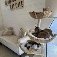 The Caffeinated Cat Café: No better place for cat and coffee lovers