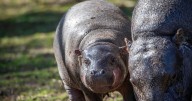 Haggis the hippo is leaving Edinburgh for new home as zoo says 'bye the noo'