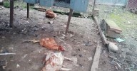 Operación gallinero: una treintena de fincas de la provincia de Córdoba se protegerán de los ataques del lince
