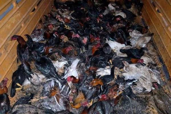 CRUELDAD! Rescatan en Corrientes 130 gallos de riña acinados y maltratados (IMÁGENES)