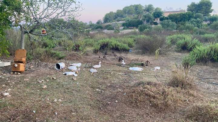 Una treintena de ocas acaban muertas o heridas tras un ataque de perros en Son Carrió