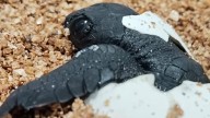 Nacen 62 tortugas bebé en Palma en el nido descubierto este verano en la playa de Can Pere Antoni