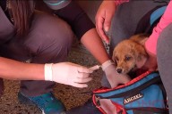 Salud animal: comienzan los operativos en Vecinal Los Gobernadores