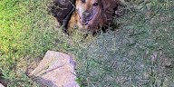 Runaway dog rescued after getting stuck in hole in Williamson County