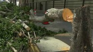 LA council calls for higher penalties for people who harm trees