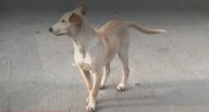 Denuncian envenenamiento masivo de perros en San Juan de Lurigancho: más de 20 mascotas muertas
