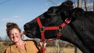 Meet Beef: a mega-sized Albertan steer with a record