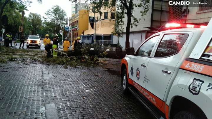Fuerte lluvia tira árbol gigante de 12 metros en La Juárez y paraliza el tránsito