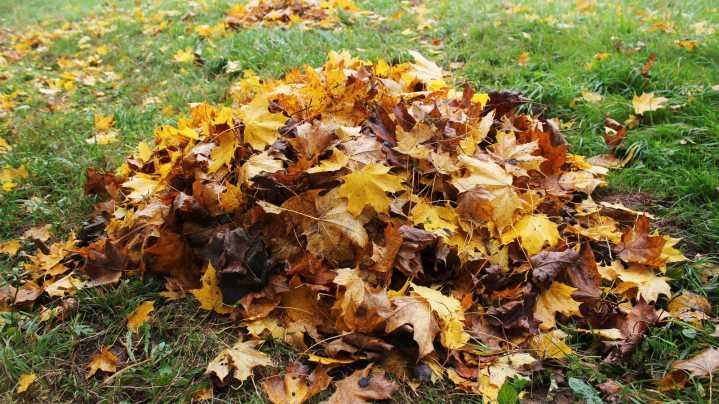 Raking Vs Mowing The Leaves In Your Yard: Only One Method Reigns Superior