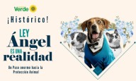 Ley Ángel: Un golpe a la impunidad por maltrato animal